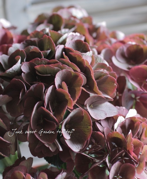 塩原園芸さんの<BR>『秋色紫陽花・ボルドー色』 | すべての商品