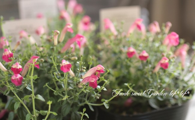 �����ƥ�ꥢ��Ωϲ�� ���إ����꡼�����륭��åס�