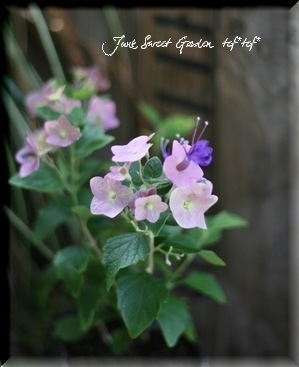 6_000000003662.jpg?1678209903