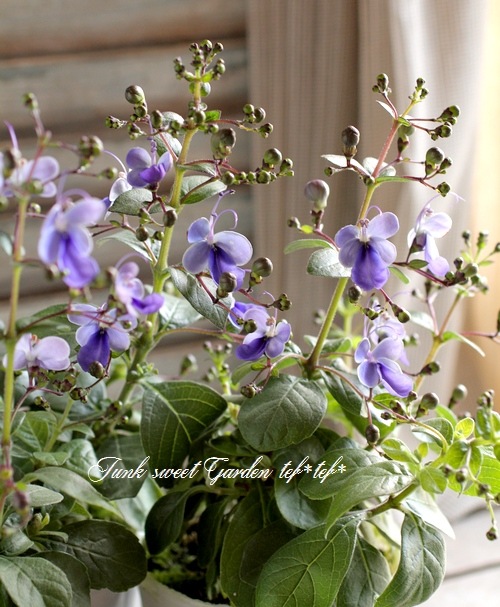 <i>Clerodendrum ugandense</i><BR><BR>󤤤礦<BR>ǥɥ<BR>إ֥롼󥰡