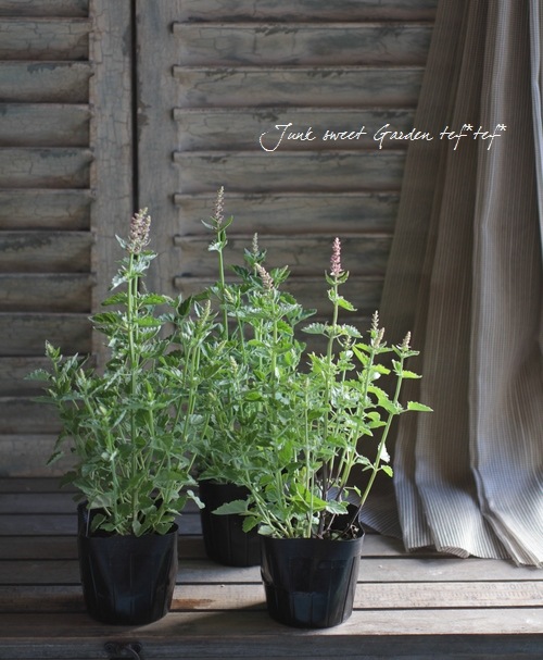 アガスターシェ 『ピンクホップ』 | すべての商品 | | Junk sweet