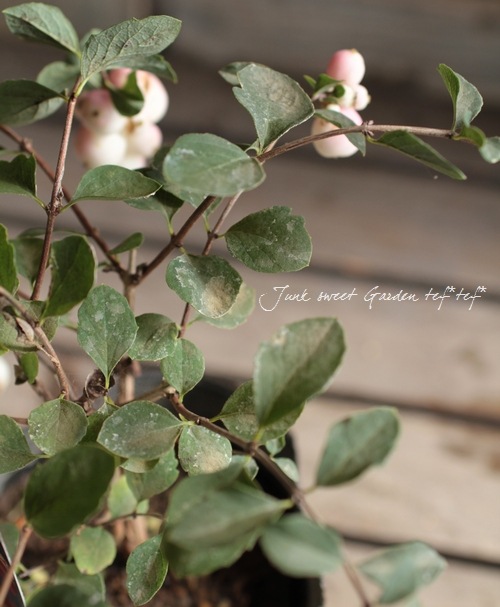 <i>Synphordarpos albus</i><BR><BR>�����ȥ�å���<BR>�إ���ե��ꡦ����ݥ���<BR>�ߥ륭���ԥ�