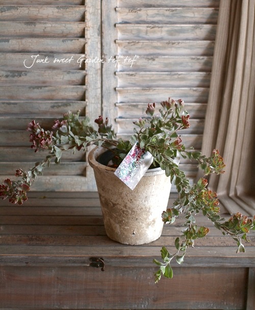 ���ǥʥ󥵥����إ��͡��������Х����åȥե���