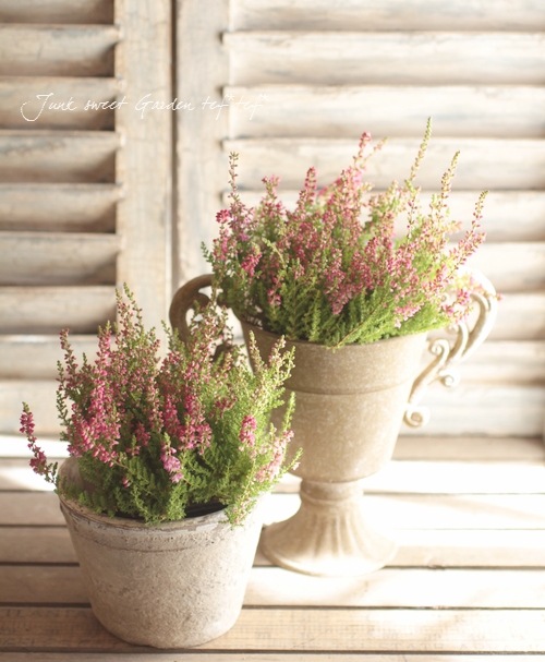 ���롼�ʡ��֥륬�ꥹ���إ��꡼���Ȭ��ǻ�ԥ󥯾��֡١���No.A��