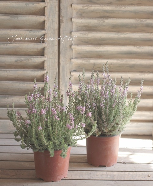 ���롼�ʡ��֥륬�ꥹ���إ���С��١���No.D��