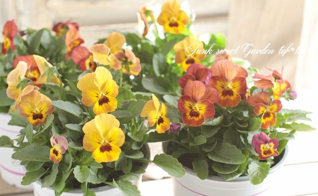 ハンドメイド ビオラ i>Viola×wittrockiana </i><BR><BR>シンジェンタさんのプレミアム