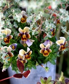 ������ƥ������ӥ��顡�إե����ƥåɥ��祳�졼�ȡ�