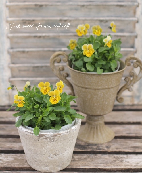 <i>Violawittrockiana </i><BR><BR>ӥ<BR>ߥ˥إϡȥ