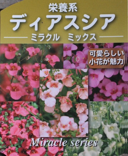 <i>Diascia barberae</i><BR><BR> ¿ǯ�𡦥ǥ���������<BR>�ߥ饯�륷�꡼�� �إԡ�����