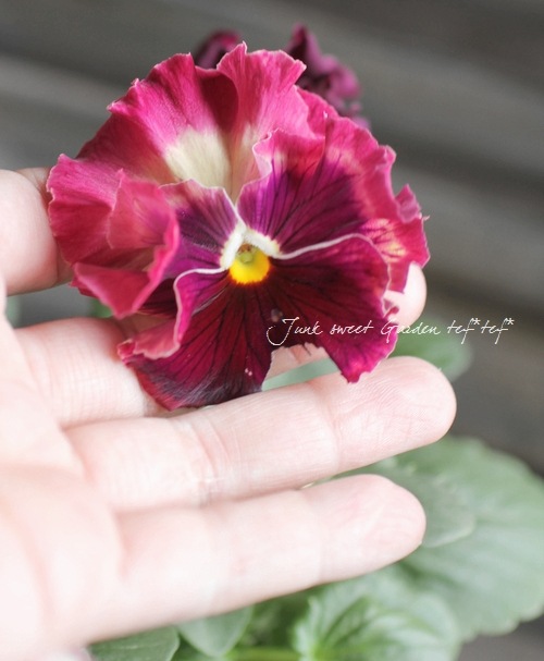 <i>Viola��wittrockiana </i><BR><BR>�ե��ѥ󥸡�<BR>�ե���<BR>�إȥꥫ�顼��������