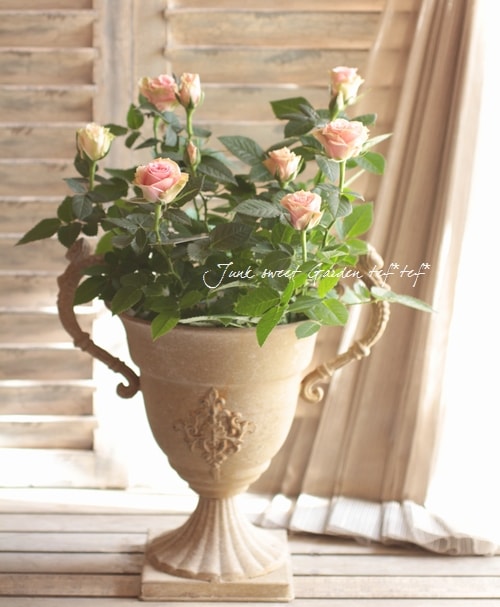 i> Rosa.Min</i><BR><BR>ポールセンローズ新色！<BR>インドアローズ