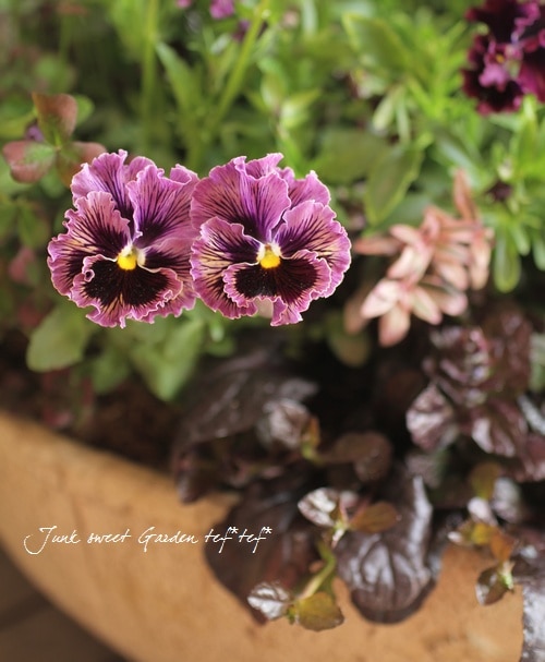 user_4be114d8 バーガンディ フリルパンジー フリズルシズル 『バーガンディ』 | すべての