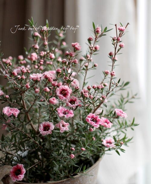 <i>Leptospermum scoparium</i><BR><BR>˶в<BR>Ȭź餭奦Х