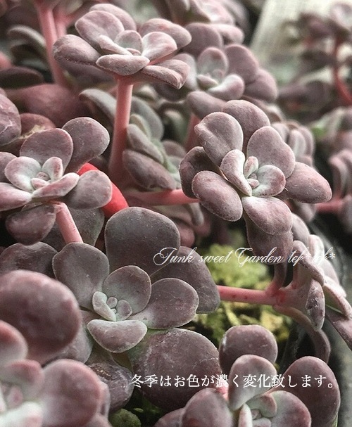 多肉植物】セダム・スパツリフィリウム 『パープレウム』 | すべての