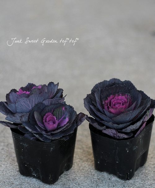 <i>Brassica</i><BR><BR>�������å׺餭�ղ�ð��<BR>�֥�å��륷����إ٥륵�����