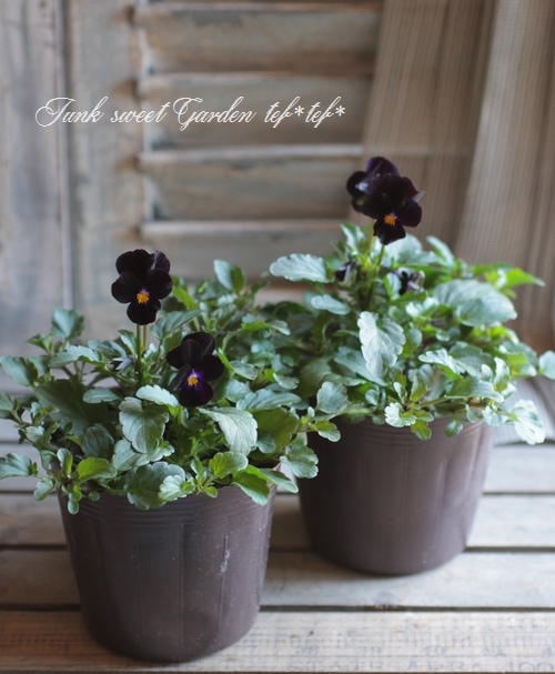 ビオラ　Viola i>Viola×wittrockiana </i><BR><BR>黒ビオラ<BR>『ミッドナイト