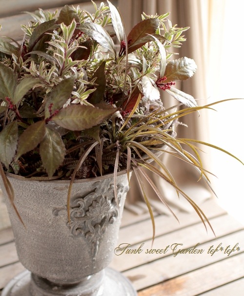 <i>Hebe 'Explosion'</i><BR><BR>������ء��١�<BR>�إ������ץ���������