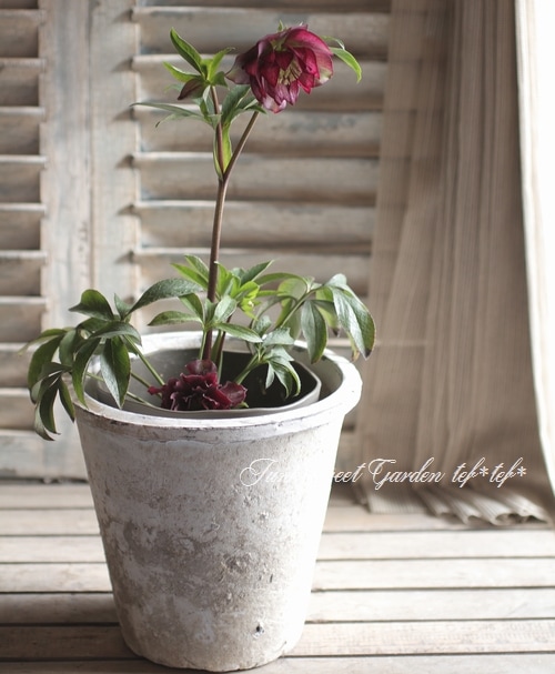 の*ん様 ☘️スペシャルイベント☘️826【いちごみるく】クリスマスローズ クリスマスローズのシングル（一重） 種通信販売 ＞ クリスマス