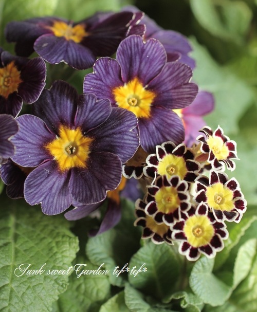 <i>Primula</i><BR><BR>����ƥ������ץ���<BR>����ϡإ���С��졼����