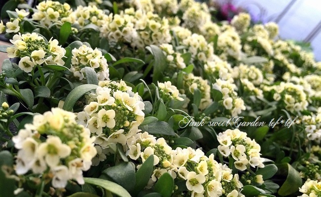 <i>Lobularia hybrid</i><BR><BR>ȡå إܥ꡼