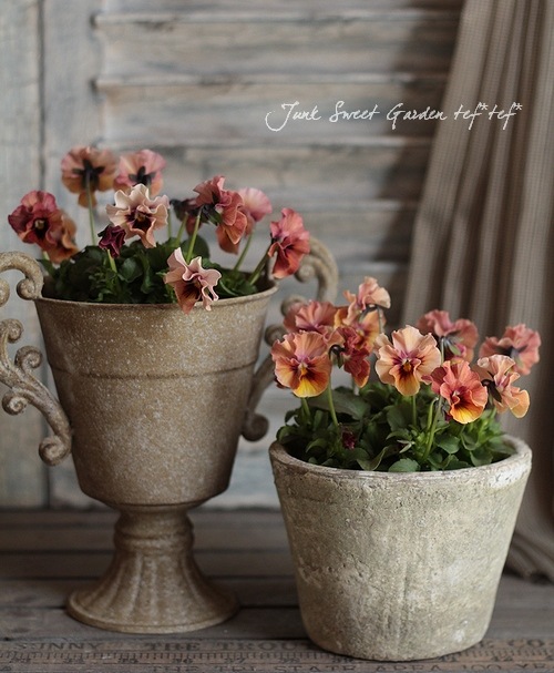 パステルブロッサム 札付き ミックスベリア おらいさん おらいさん苗