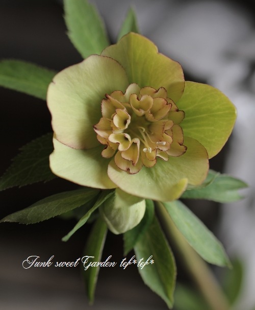 i>Helleborus hybridus</i><BR><BR>寄せ植えサイズ<BR>セミダブル咲き