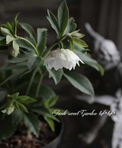 無農薬★クリスマスローズ特大株✿蕾付き ✿約40センチ位の苗✿花芽沢山！ 大和園・佐藤さん作出<BR>クリスマスローズ・開花株！5号鉢<BR