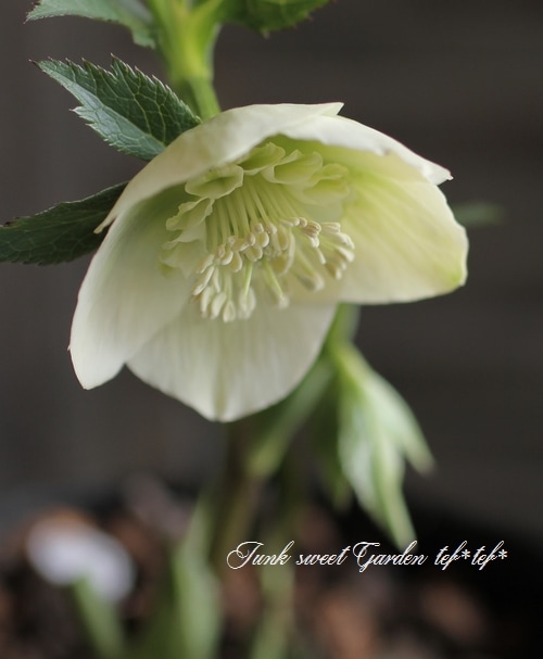 4655 整形オフホワイトセミダブルクリスマスローズ　開花株 大和園・佐藤さん作出<BR>クリスマスローズ・開花株！5号鉢<BR