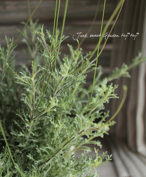 ٥ꥢ إץ󥻥֥롼 ١