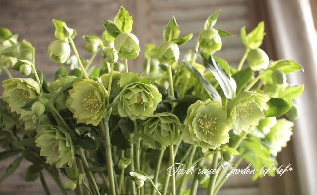 i>Helleborus</i><BR><BR>クリスマスローズ・開花株！<BR>『グリーン系