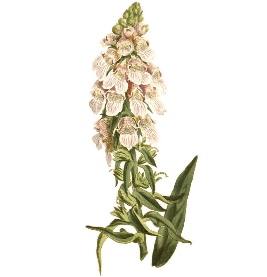 <i>Digitalis lanata</i><BR><BR>�������ꥹ���饿����<BR>�إ��ե����꡼���