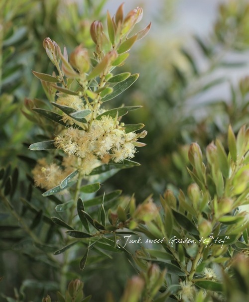 �����������ե���֥ꥢ���� �ɥ������� �إƥ쥵��