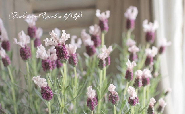 ラベンダー・ラッフルズ 『ボイセンベリー』 | すべての商品 | | Junk