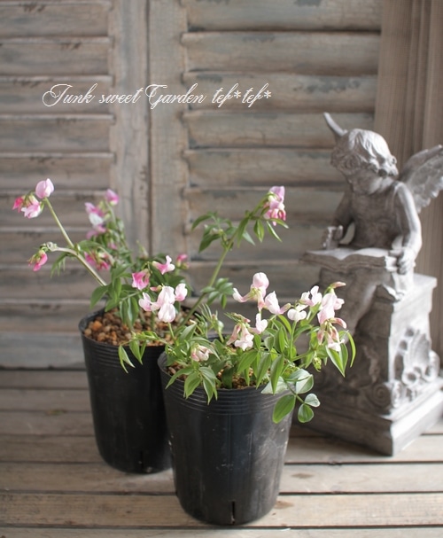 <i>Perennial sweet pea</i><BR><BR>�������ɺ������ȥԡ�<BR>�إ饷�饹���ԥ󥯡٤ȡإѡ��ץ�٤�MIX����