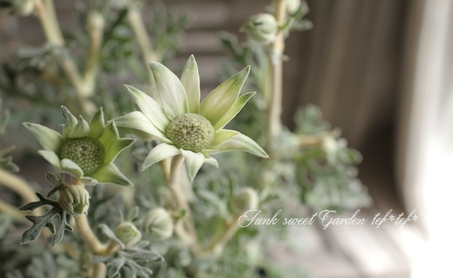 <i>Actinotus helianthi</i><BR><BR>�ե��ͥ�ե�<BR>�إե��󥷡����Ρ���