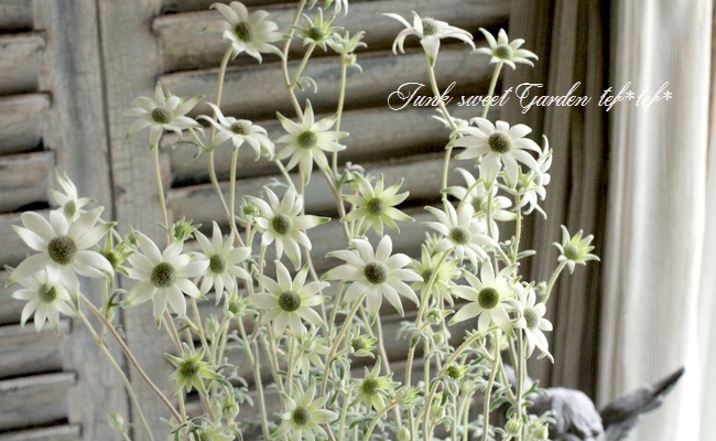 <i>Actinotus helianthi<BR><BR>�����ʼ�ե��ͥ�ե��إԥԡ�