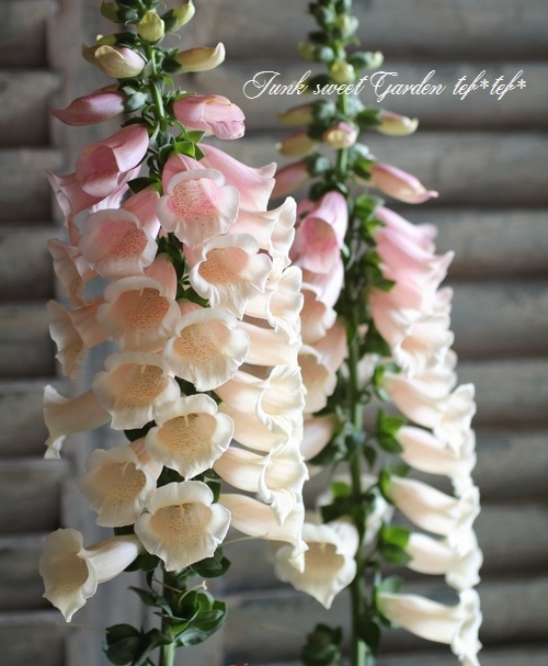 <i>Digitalis</i><BR><BR>����ѥ����ʼ� �������ꥹ<BR>�إ���᥷���󡦥ԡ�����