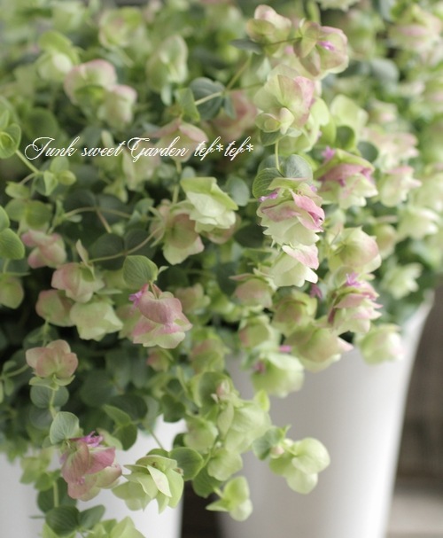 花オレガノ 『ケントビューティー』 | すべての商品 | | Junk sweet