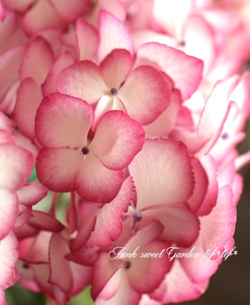 <i>Hydrangea</i><BR><BR>����ȭ�����۲�<BR>��BENI�ѡ��ץ��
