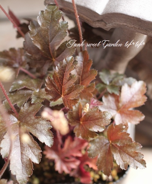 <i>Heuchera hybrid</i><BR><BR>ҥ塼<BR> إСǥ