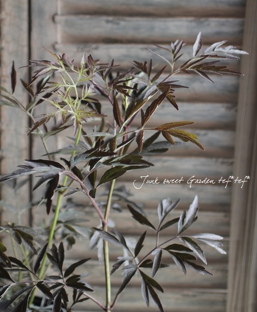 <i>Sambucus nigra</i><BR><BR>�������ڡ�����֥���<BR>�إ֥�å��졼����<BR>��̾�����Υ˥�ȥ���