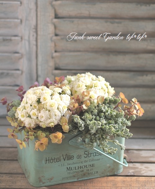 <i>Kalanchoe</i><BR><BR>äο<BR>󥳥<BR>إѥ-륰꡼-