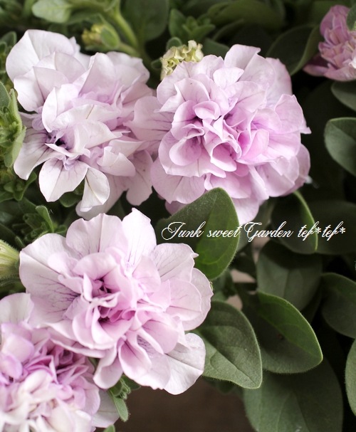 Ȭź餭ڥ˥ѥ˥إԥ󥯥