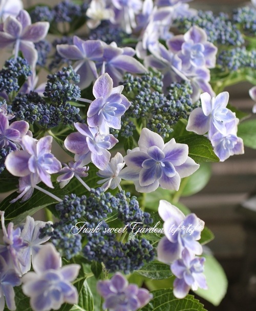 i>Hydrangea</i><BR><BR>加茂花菖蒲園オリジナル紫陽花<BR>『コンペ