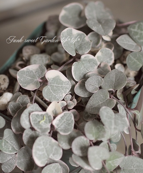 多肉植物✿ハートカズラ ハートカズラの正しいお手入れ法｜ハート型の多肉植物の水の