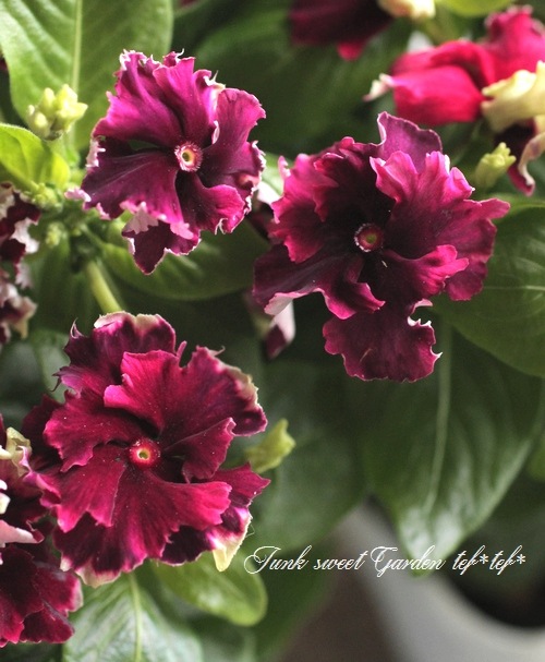 <i>Catharanthus roseus</i><BR><BR>�˥��˥�����<BR>�ե�󥸥ӥ�<BR>�إ磻��ե�󥸡�