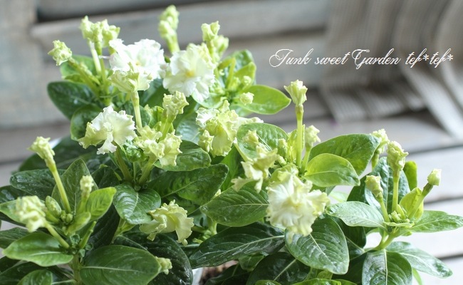 北島園芸オリジナル】 ニチニチソウ 『グリーンチュチュ』 | すべての