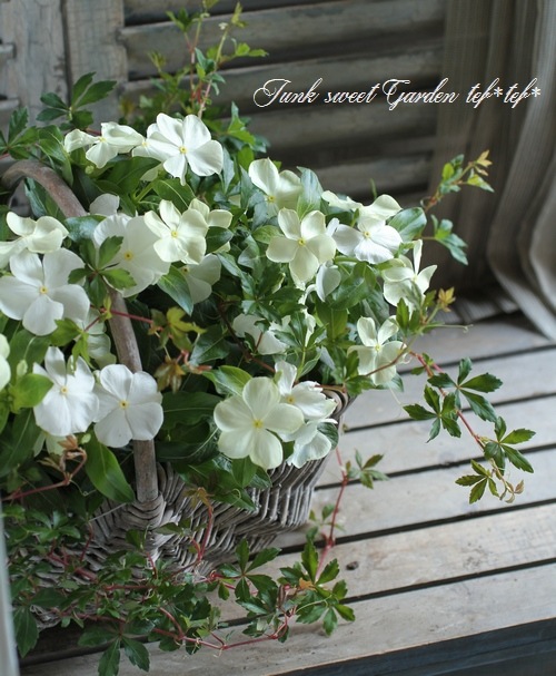 <i>Cissus garland</i><BR><BR>�ɤ�ɤ󿭤Ӥ롪<BR>�ȤƤ���פʥ��å���<BR>�إ������ɡ�