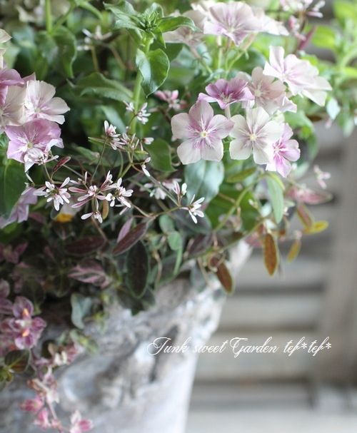 tef*tef*󤻿<BR>2015 * no67 *<BR><BR>꡼֥