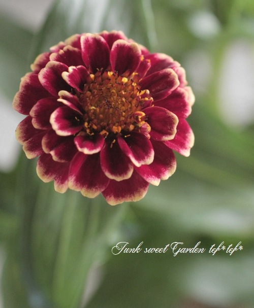 <i>Zinnia haageana</i><BR><BR>ƥʿ礤<BR>˥ƥå<BR>إСǥ